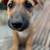 Scooby Doo 12 week old mix 4 thumbnail