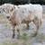 Mini cattle — Mini Donkeys — Mini Horses 8 thumbnail
