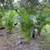 Areca palms 5 thumbnail