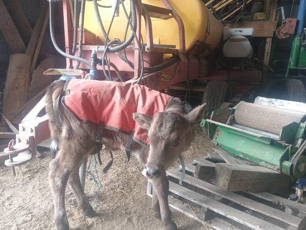 Bull calves for sale 1