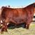 Registered Limflex Heifer 3 thumbnail