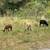 Purebred Katahdin Hair Sheep Looking For New Pastures 2 thumbnail