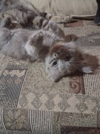 Hand Raised Kittens (Phoenix)63967288126466120