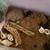 Hermit Crab supplies and Aquarium 2 thumbnail