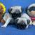 Pug pups 11 thumbnail