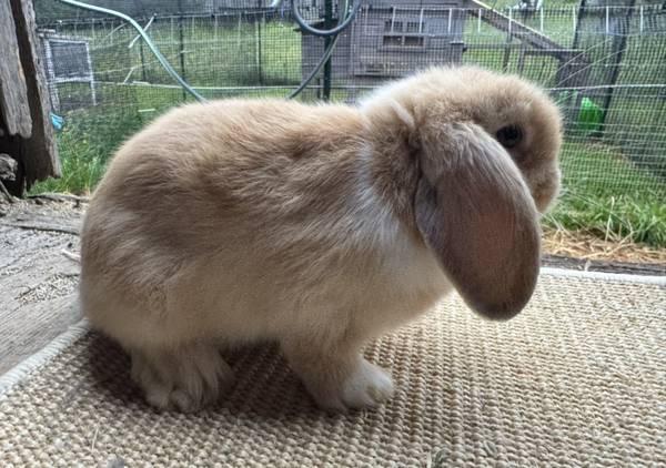 Bunny 1