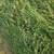 Second Cutting Small Square bales Alfalfa Grass Mix Hay 1 thumbnail