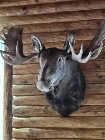 Taxidermy moose 1