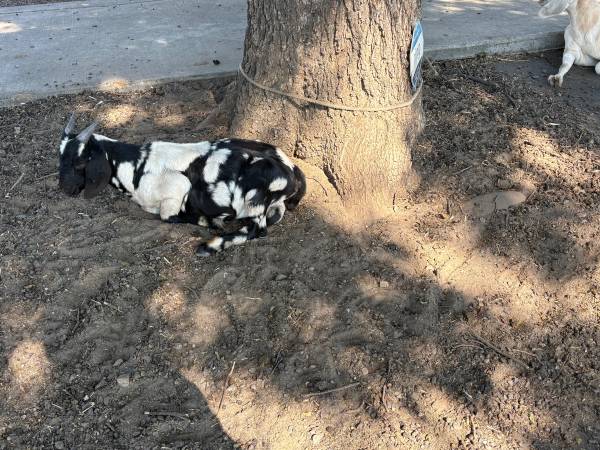 Cabras - Boers - $300 (Riverbank, CA)63470290900865120