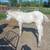 2025 Norwegian Fjord Colts 1 thumbnail