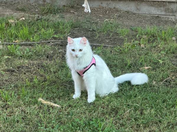 Angora turco en adopción (Fairbury)63857444788353123