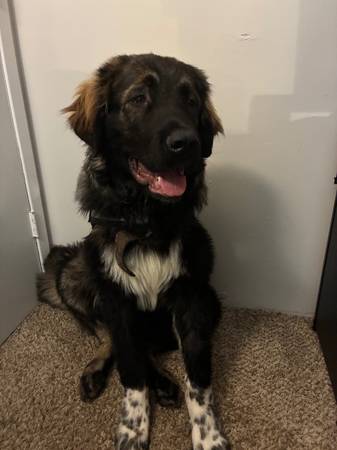 Winston Salem Shepherd Male dog 1