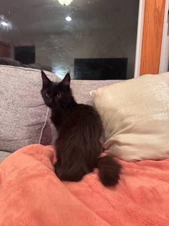 Mainecoon Mix? (onawa)63961118186499123