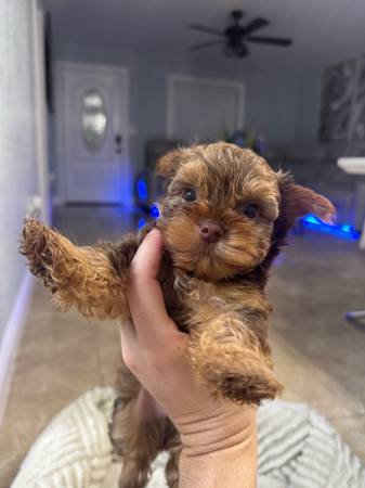 Teacup chocolate yorkies (Deltona)63846014342147123