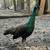 Peacocks High % Spalding Java  Peafowl pair 11 thumbnail