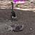 Geese 1 thumbnail