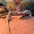 Rehoming bearded dragon Female 2 thumbnail