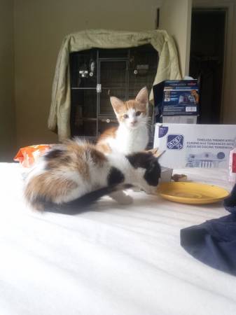 Kittens need a forever home 1