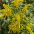 GOLDENROD-Excellent Native Perennial Plant for Pollinators 3 thumbnail