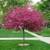 BALLED AND BURLAP EVERGREENS- ARBORVITAES- SHADE TREES AND MORE (SALE) 8 thumbnail