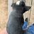 Blue heeler pups 6 thumbnail