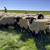 HAMPSHIRE/SUFFOLK YEARLING RAMS 6 thumbnail