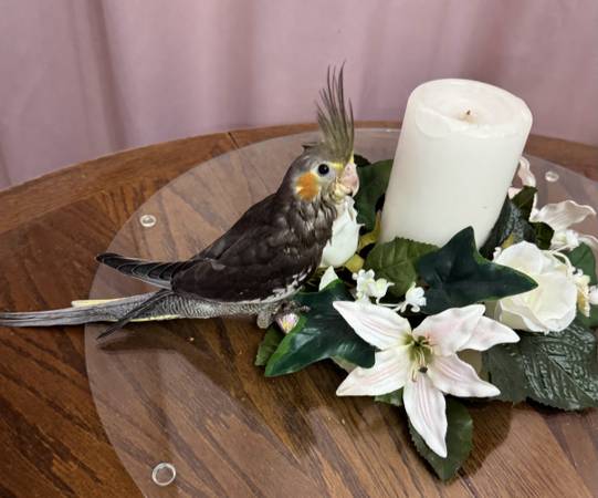 Macho levanta/alimenta bebé cockatiel (Marysville/tulalip)63688899001987121