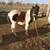 Pony stud 4 thumbnail