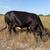 Reg. Beefmaster cows 8 thumbnail