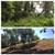 Forestry Mulching- Brush, Trees, Honeysuckle, Autumn Olive Removal 13 thumbnail