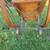 Antique Wicker Baby or Doll Carriage / Perambulator. Circa 1860-1880. 9 thumbnail