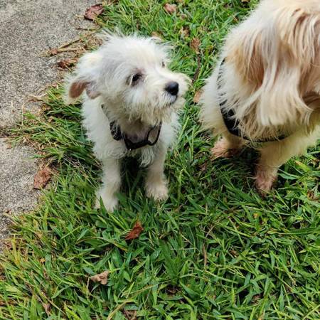 Puppy for rehoming (Charlotte)63927657967619120