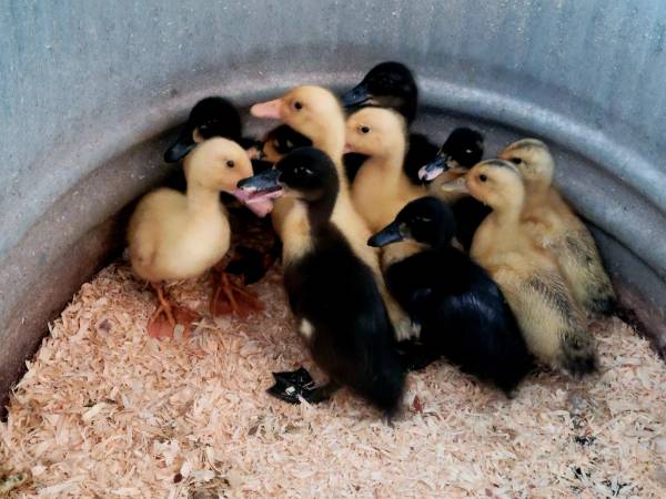 Baby Ducks 1