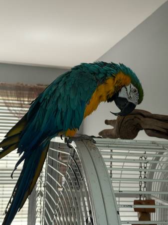 Blue and Gold Macaw (Woodbridge)63843455633409122