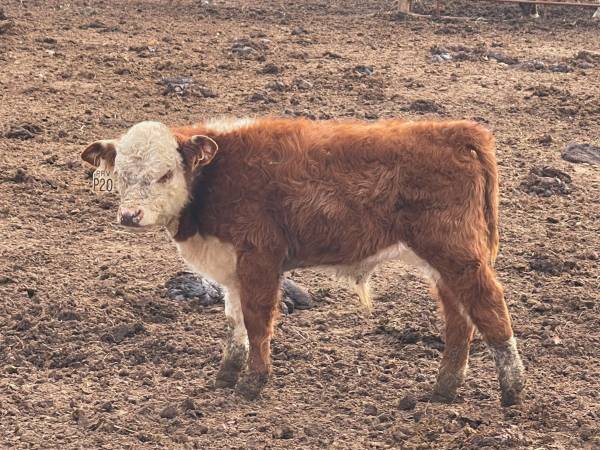 Miniature Hereford 1