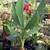 Closing Nursery low price plants Open 9-5 in Capitola 22 thumbnail