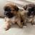4 week old Shih Tzu/ Pomeranian puppies 4 thumbnail