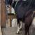 2 alpine goats 3 thumbnail
