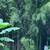 Bamboo 1 thumbnail