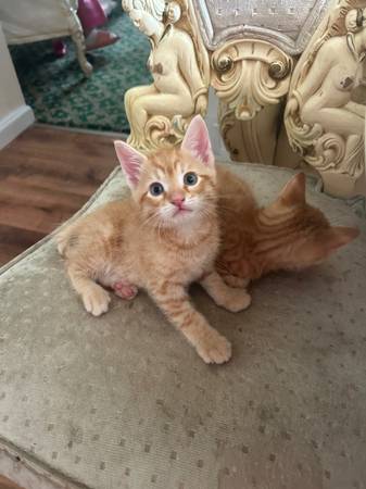 kittens for sale!! Cute cats63690119414657122