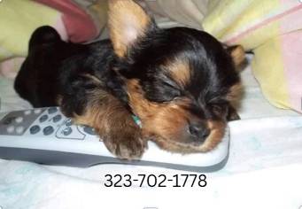 »--•--«◈ Yorkie Puppies#NY [available now] ◈»--•--« 1