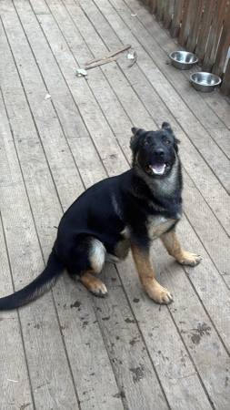 Cachorro pastor alemán