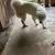 Great Pyrenees (female) 4 thumbnail