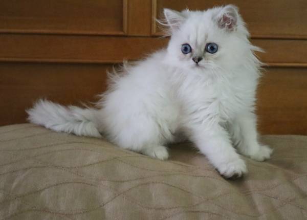 Himalayan Kitten (Micanopy)63992989775875123