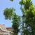 Lowest cost Tree Removal/Tree Trimming 3 thumbnail