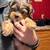 Yellow collar 1 thumbnail