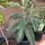 Loquat Tree Organic and healthy! 3 thumbnail