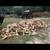 Split Firewood 6 thumbnail
