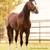 Stud Service: AQHA/APHA Bay Walla Walla Whiz 4 thumbnail