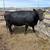 5 year old Pregnant Cows 2 thumbnail